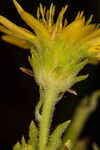 Pineland goldenaster